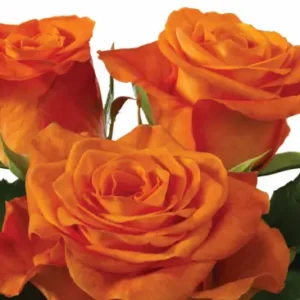 Orange Wave